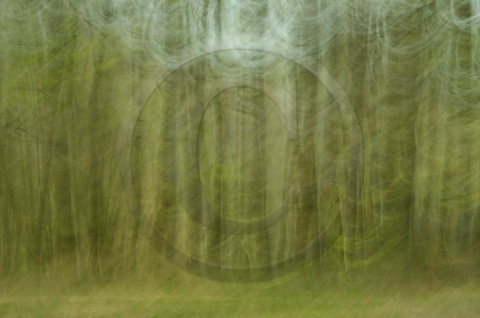 Le Pays des Arbres Flous