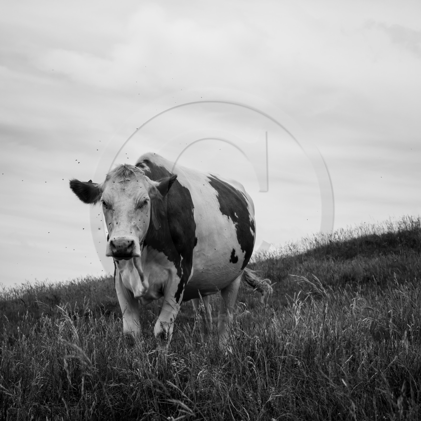 Les vaches au paturage