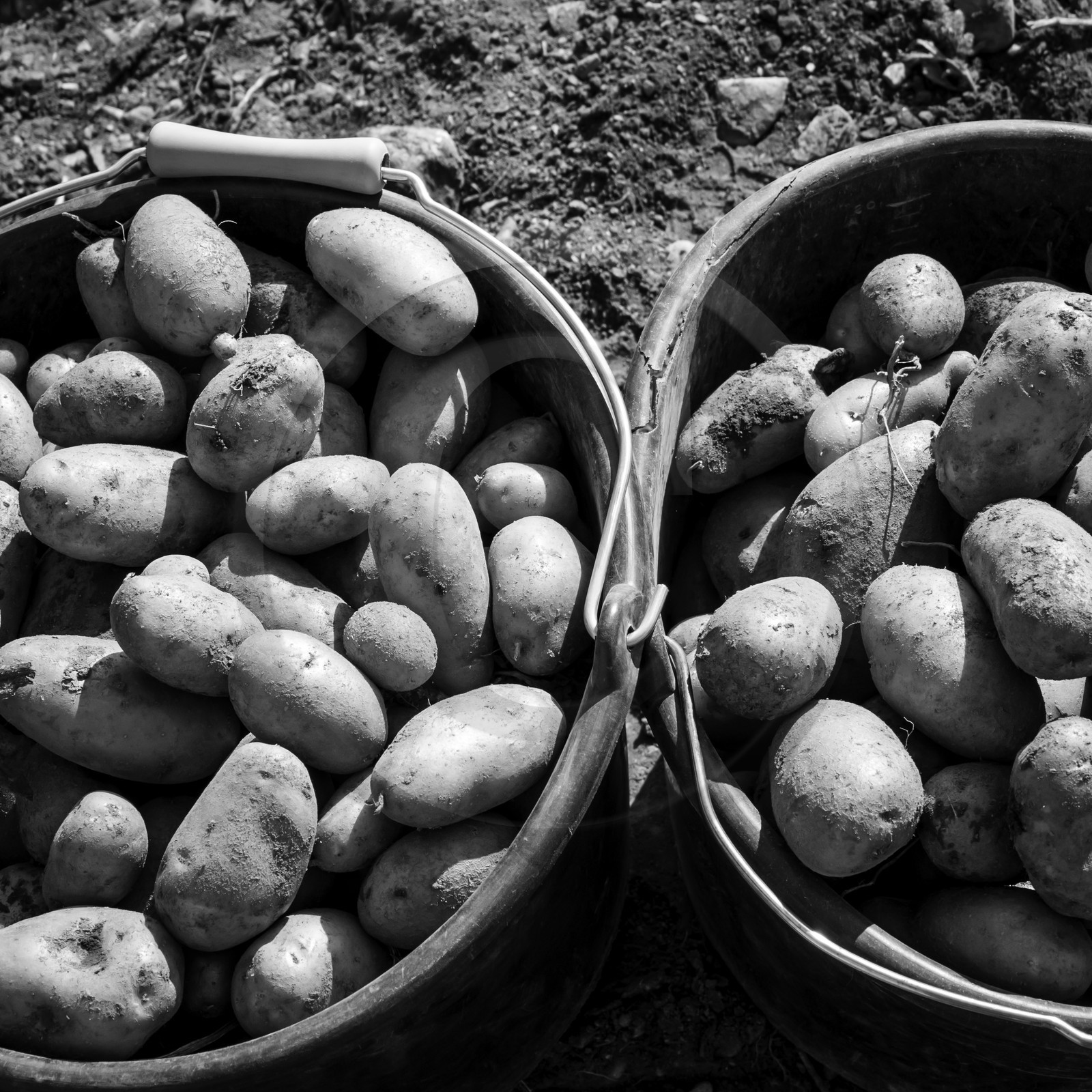 La récolte des pommes de terre