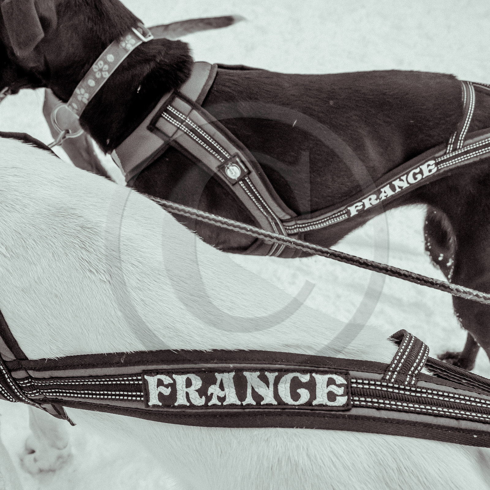 La Valgaude Traineau 2015