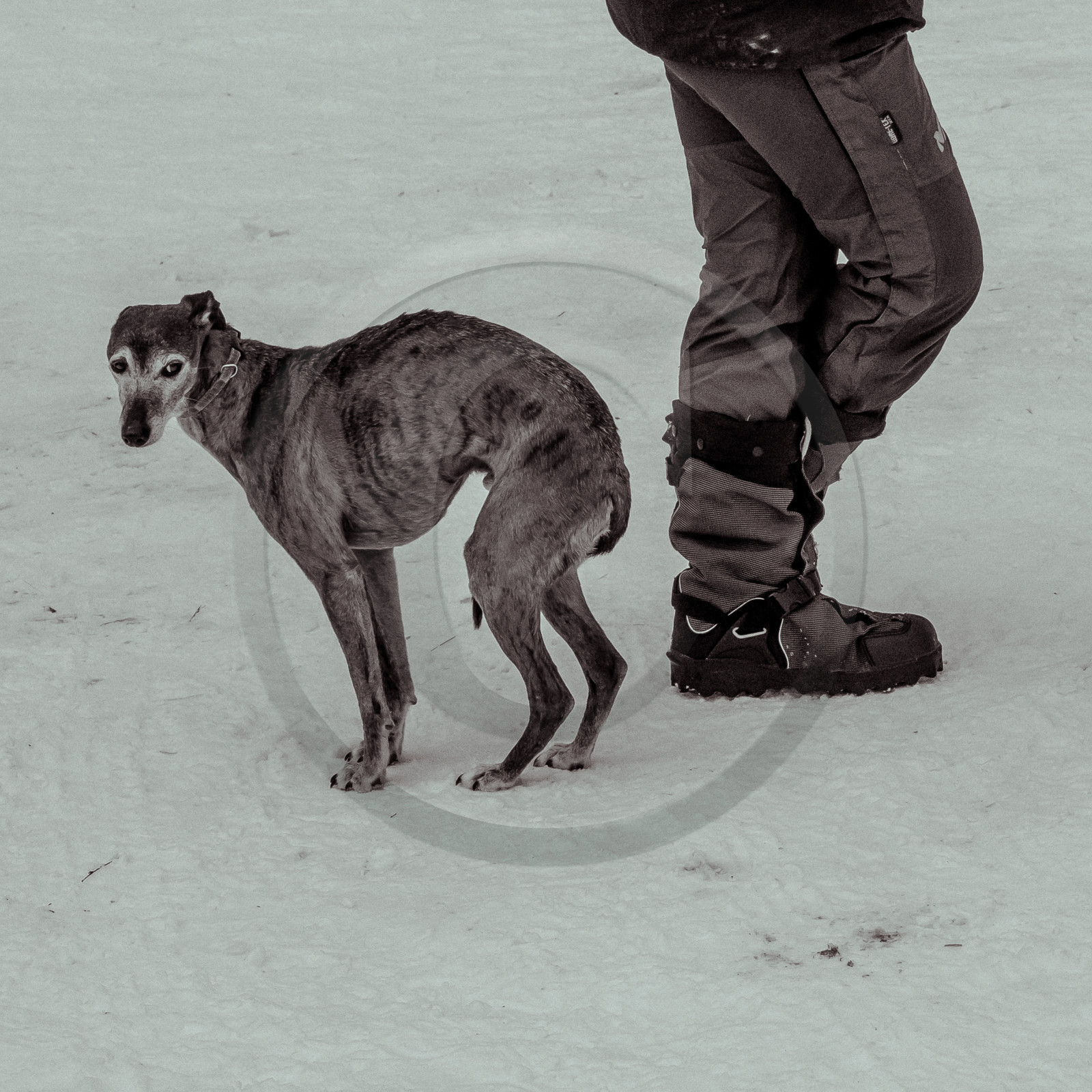 La Valgaude Traineau 2015