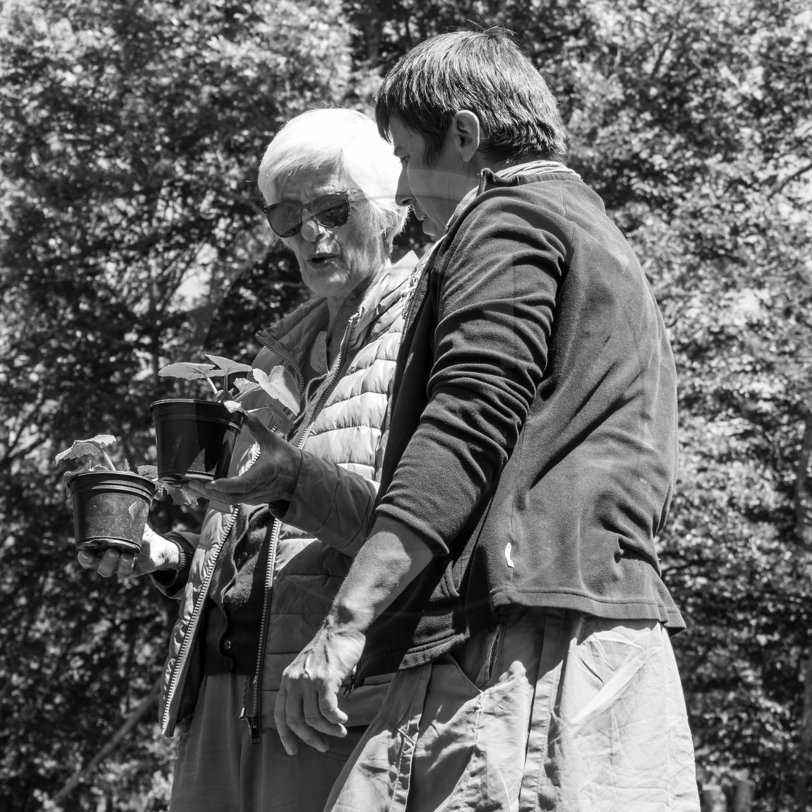 07 juin 2017 - Plantation - Haie - Réunion