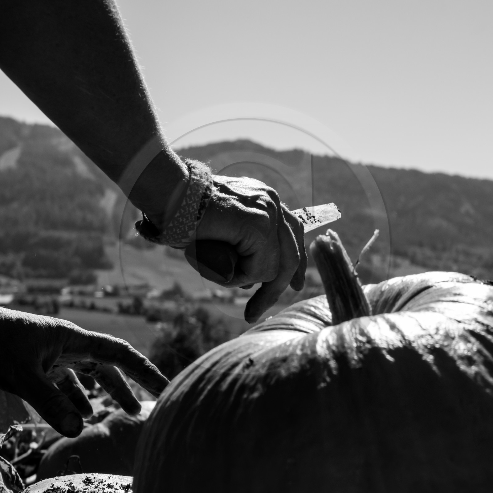 dlebioda-03102016-L1174322.jpg dlebioda-03102016-L1174322.jpg