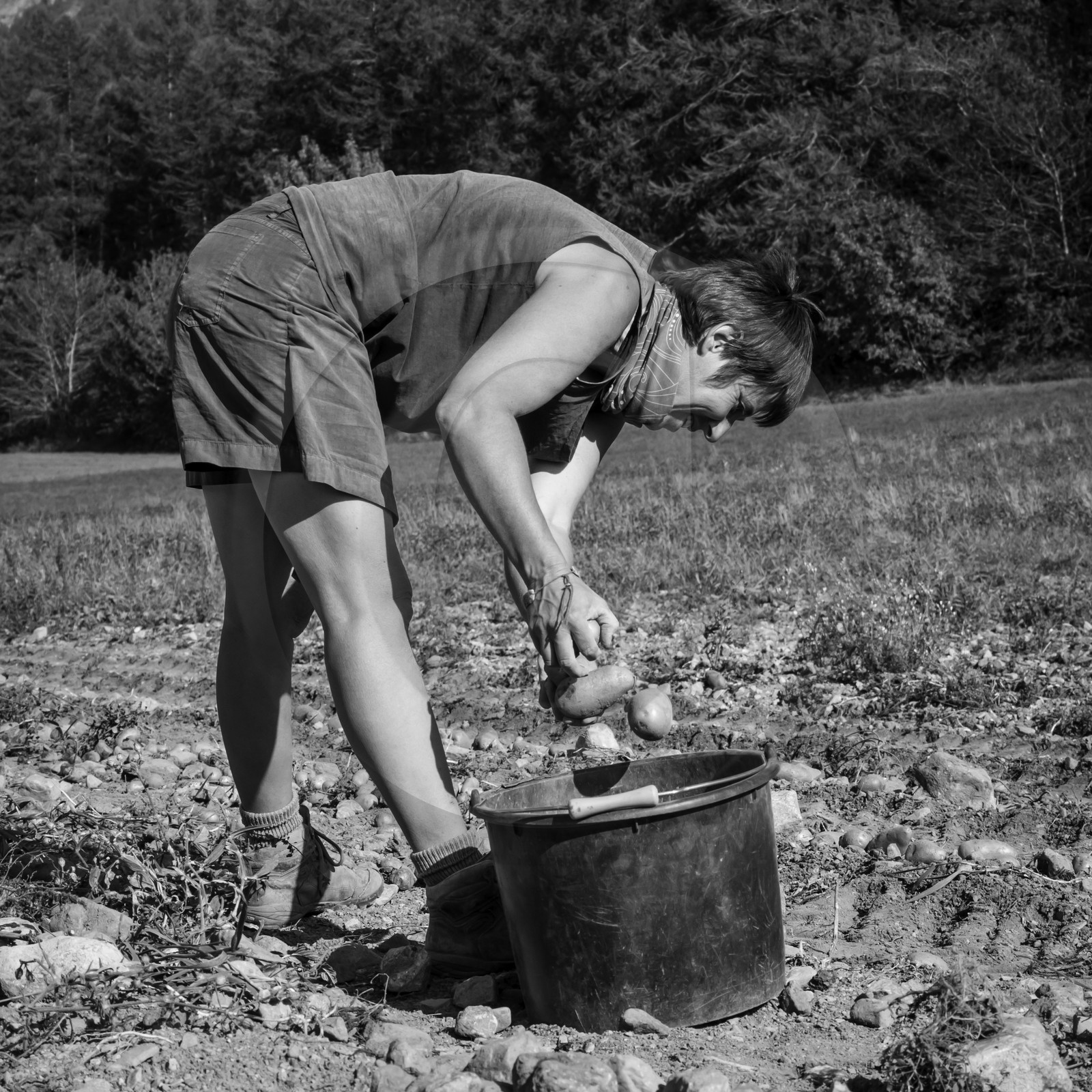 La récolte des pommes de terre