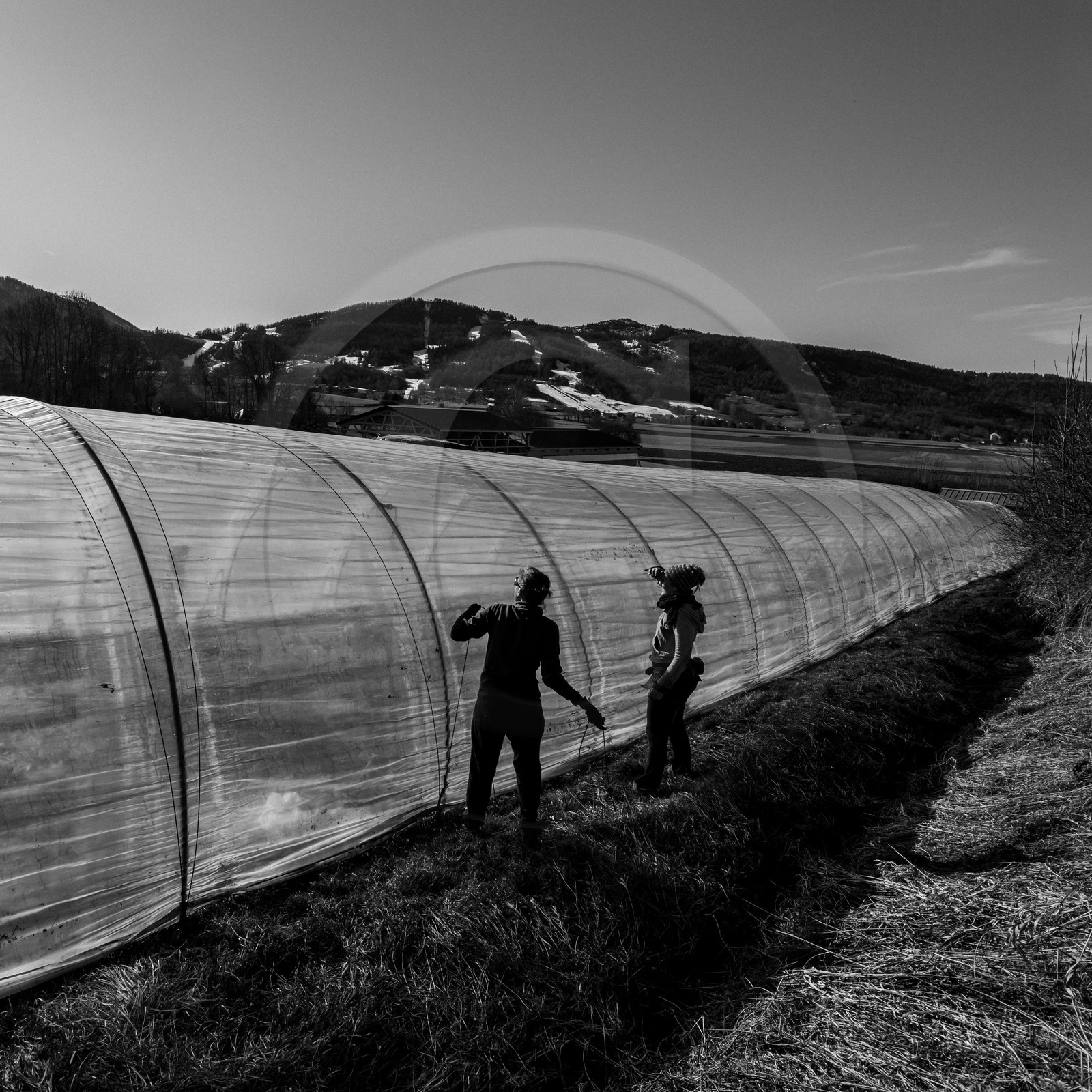 Montage de serres tunnel Montage de serres tunnel