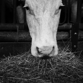 Les vaches au paturage
