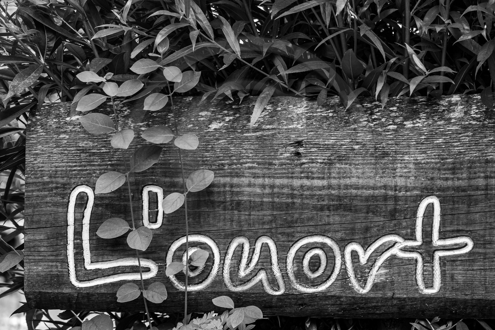 21 juin 2023 : Découverte botanique