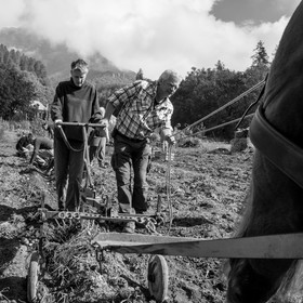 La récolte des pommes de terre avec un cheval