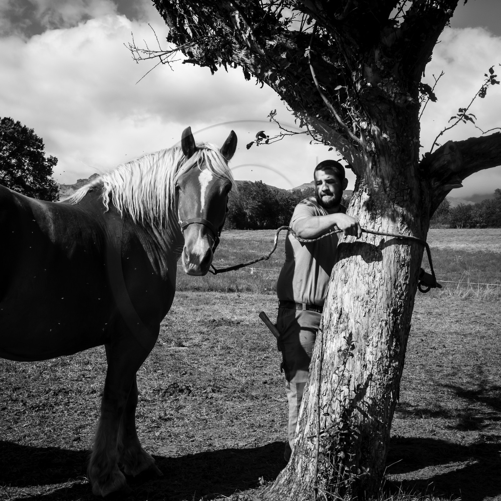 Chevaux de trait