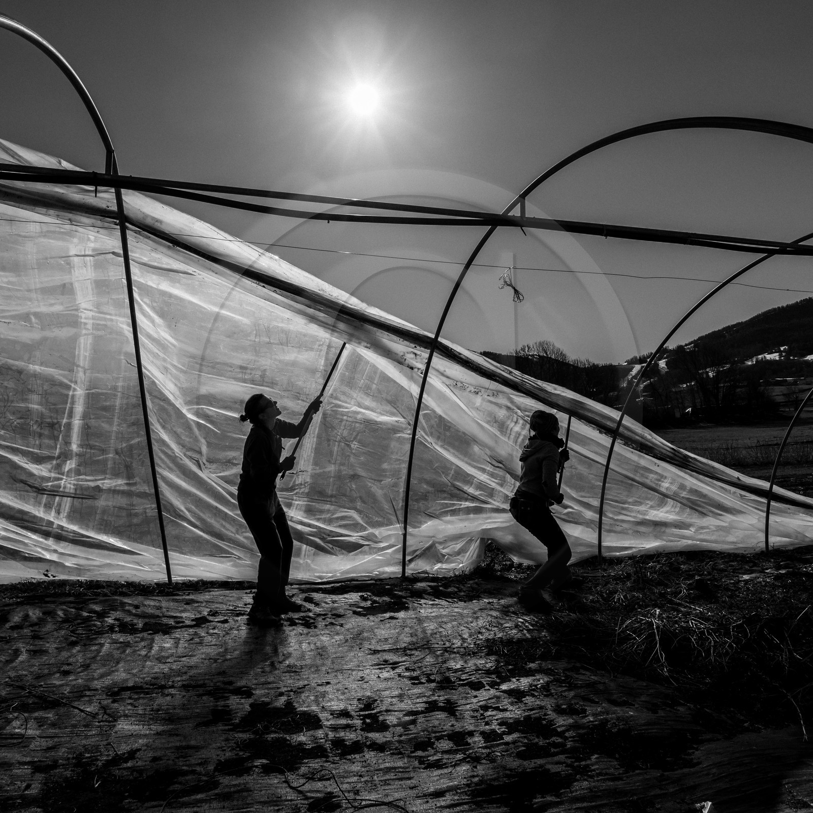 Montage de serres tunnel Montage de serres tunnel
