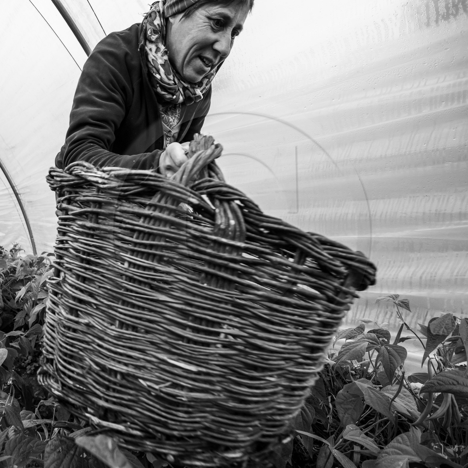 Maraichage biologique dans le Champsaur