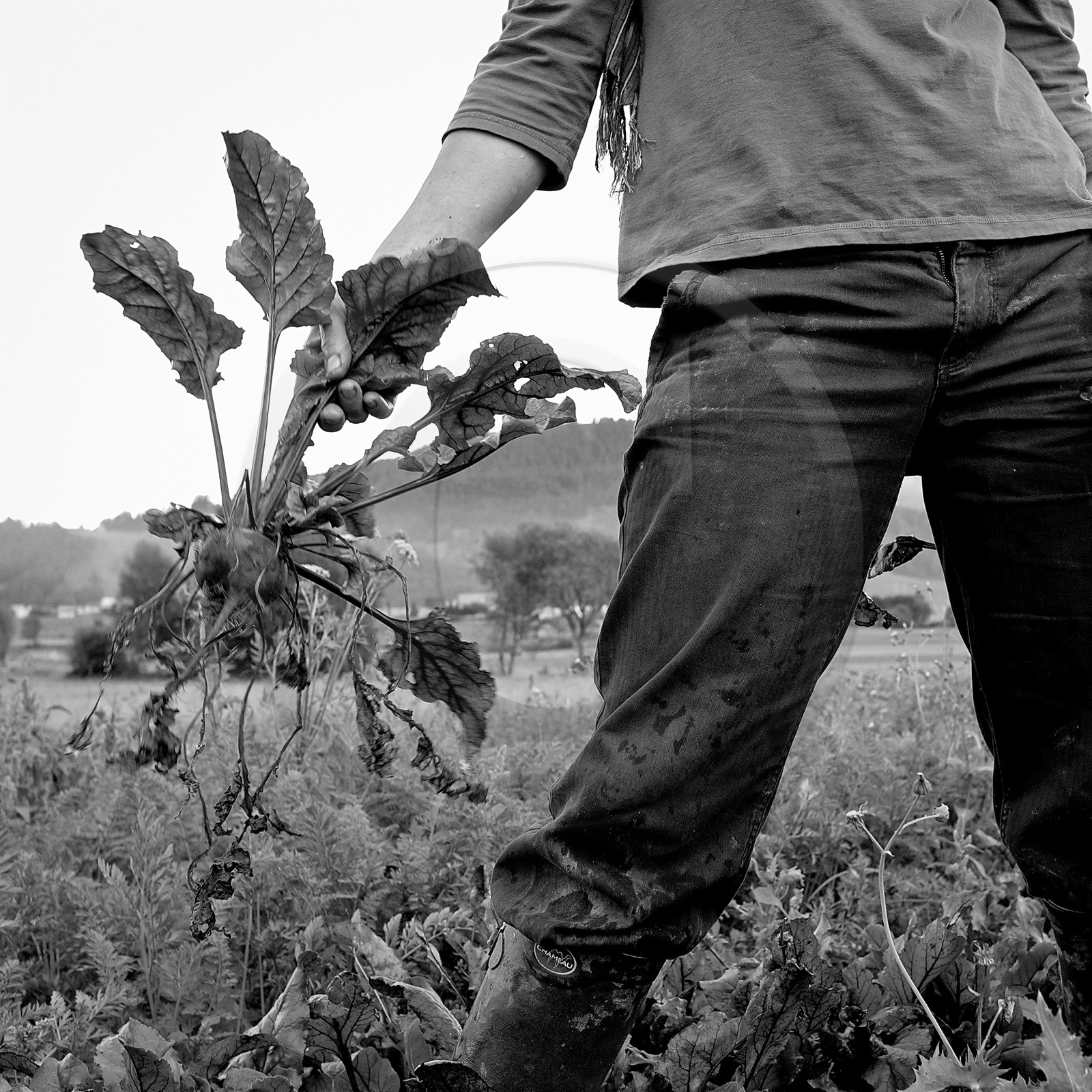 Sophie Jaussaud, maraichère à Ancelle Sophie Jaussaud, maraichère à Ancelle