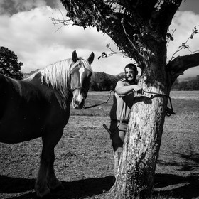 Chevaux de trait