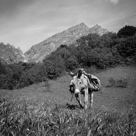 Portage avec des ânes
