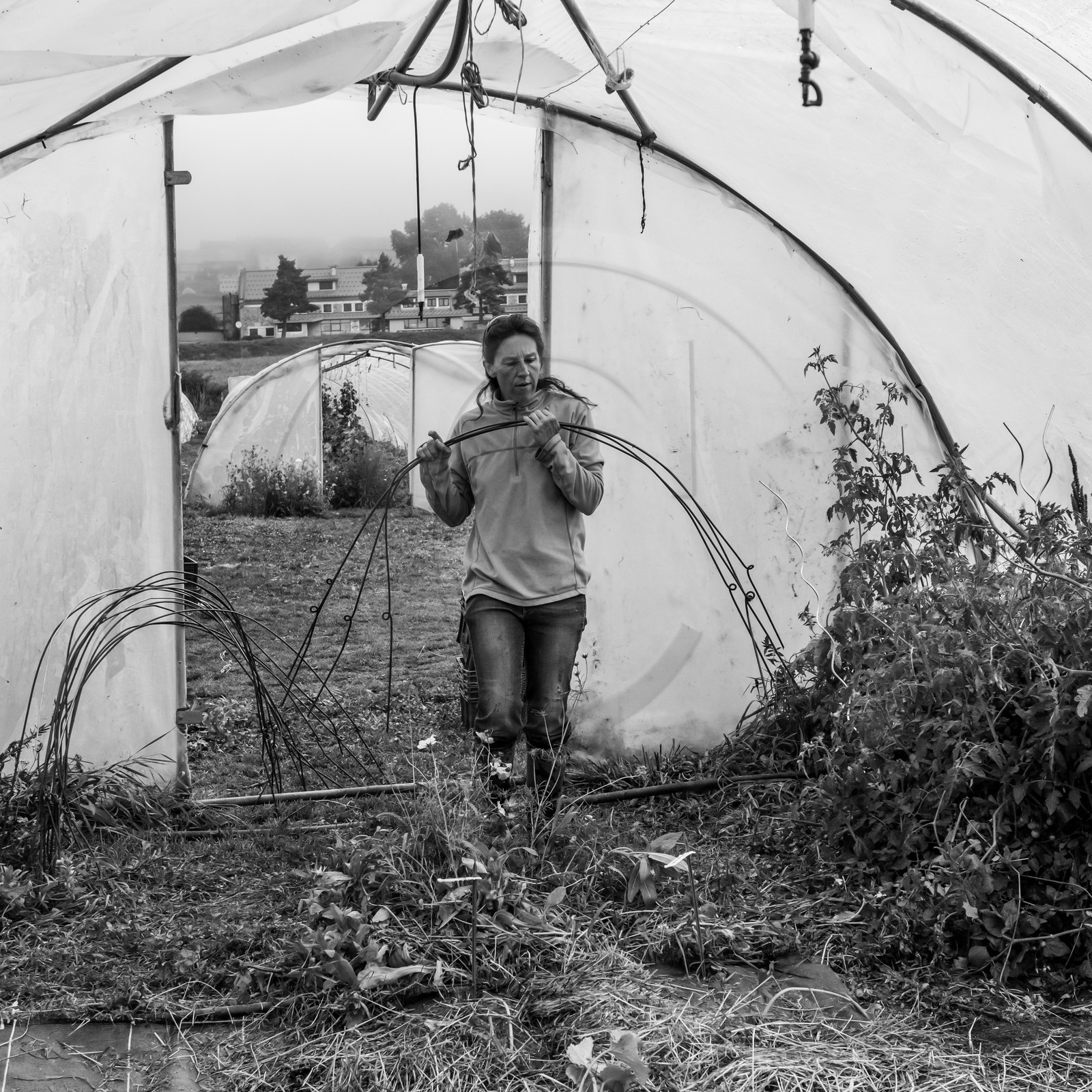 Maraichage biologique dans le Champsaur