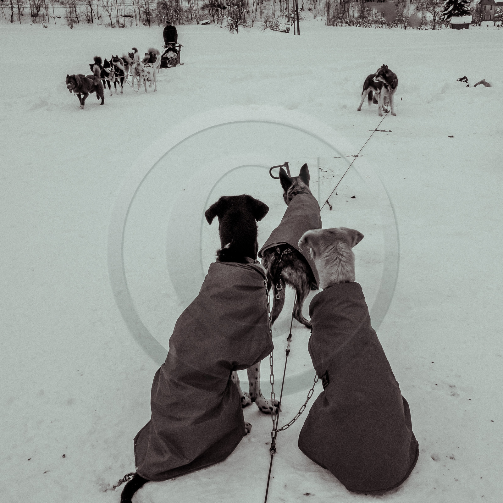 La Valgaude Traineau 2015