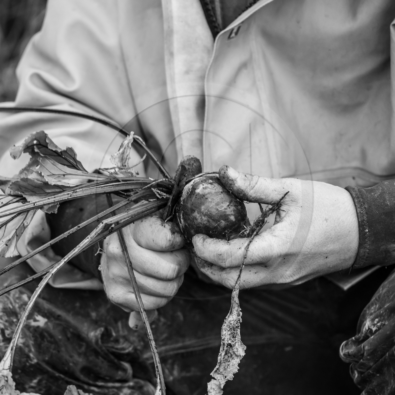 Maraichage biologique dans le Champsaur