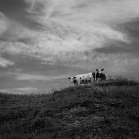 Les vaches au paturage
