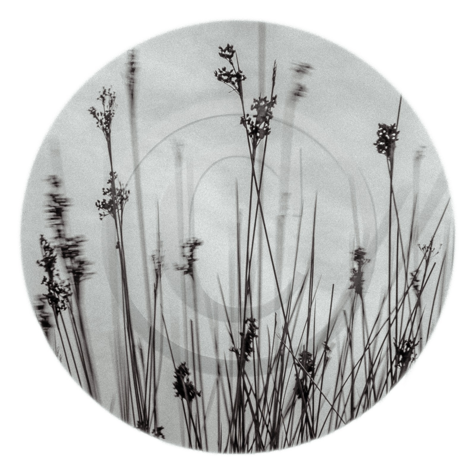 Les instants Camargue