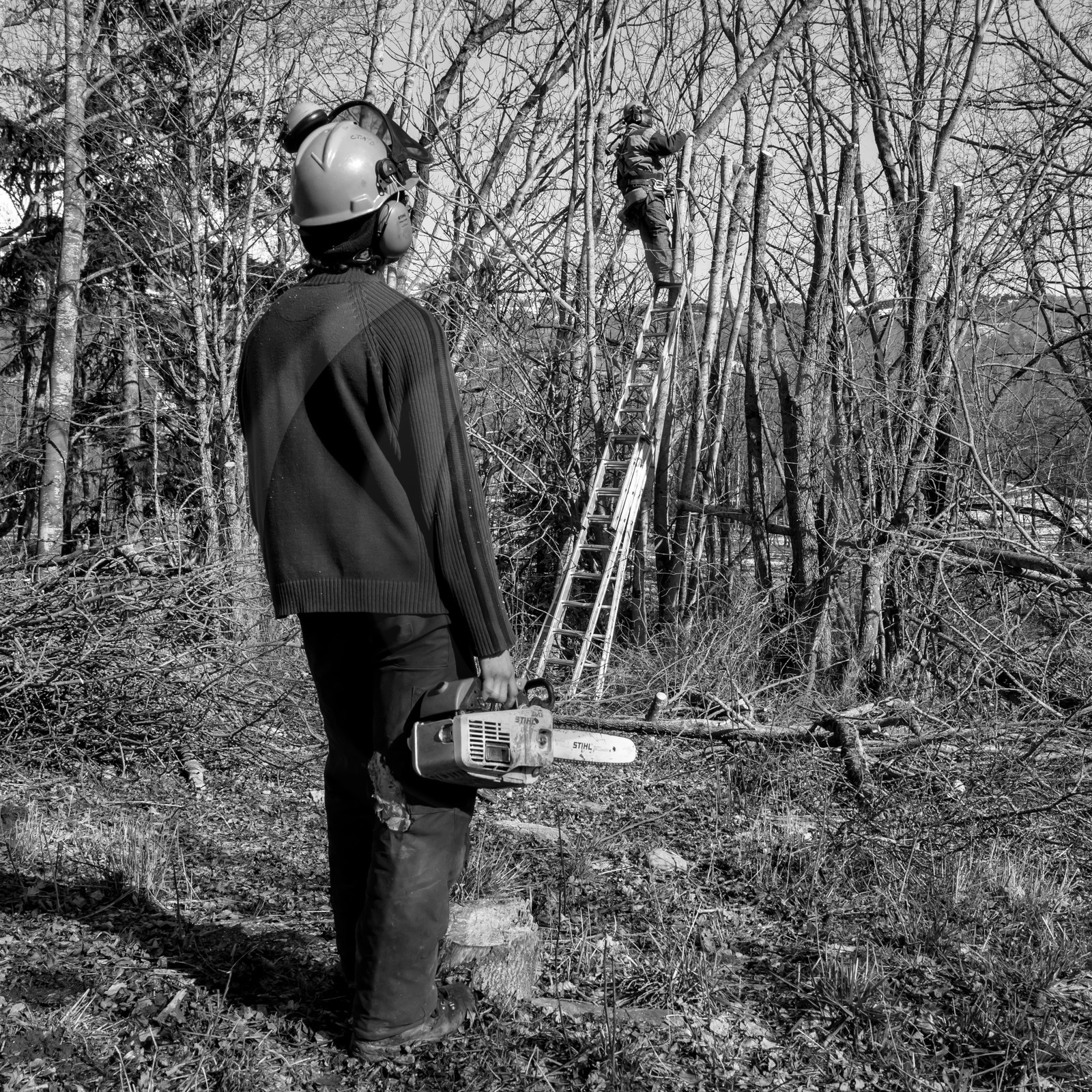 Elagage - 08 03 2017