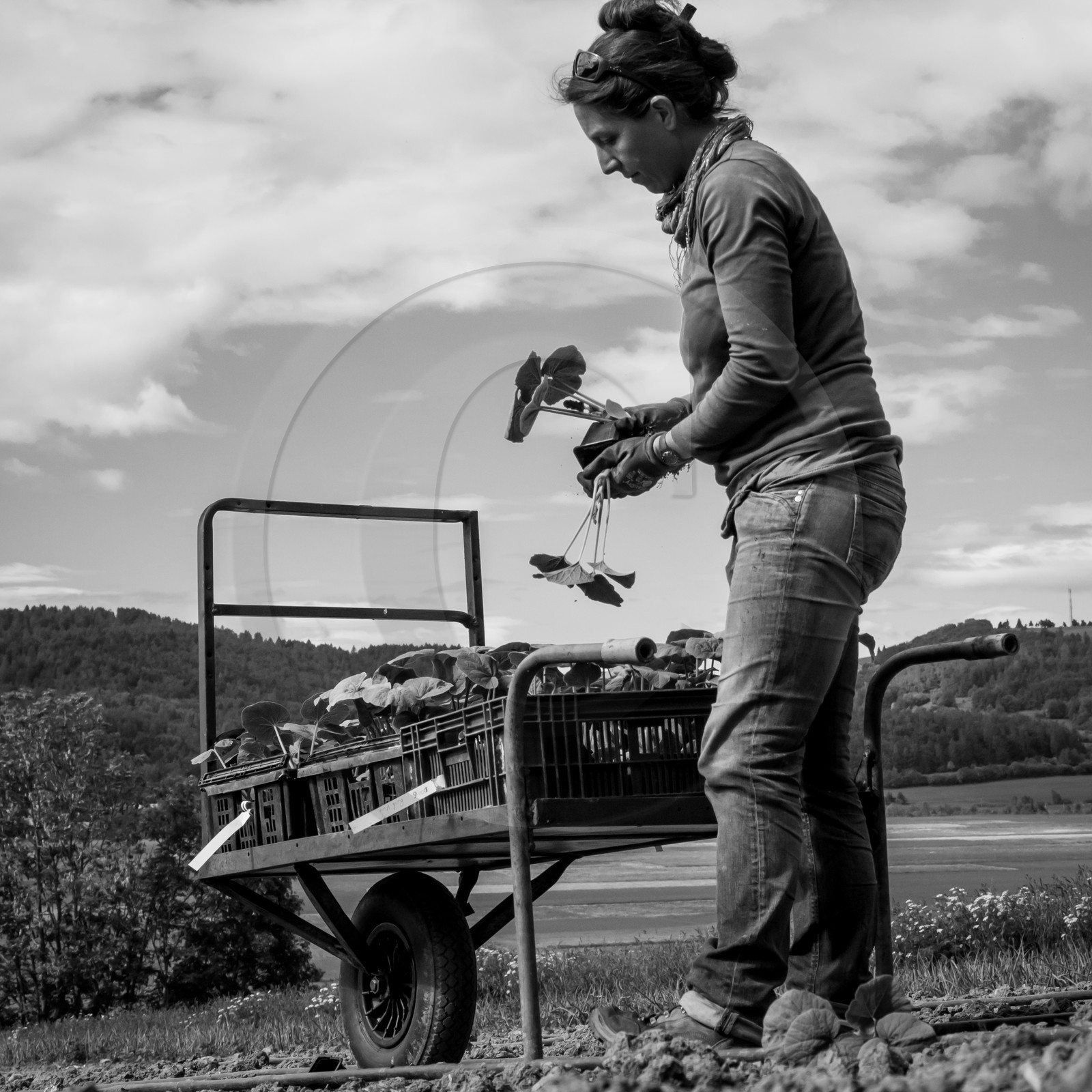 La plantation des courges
