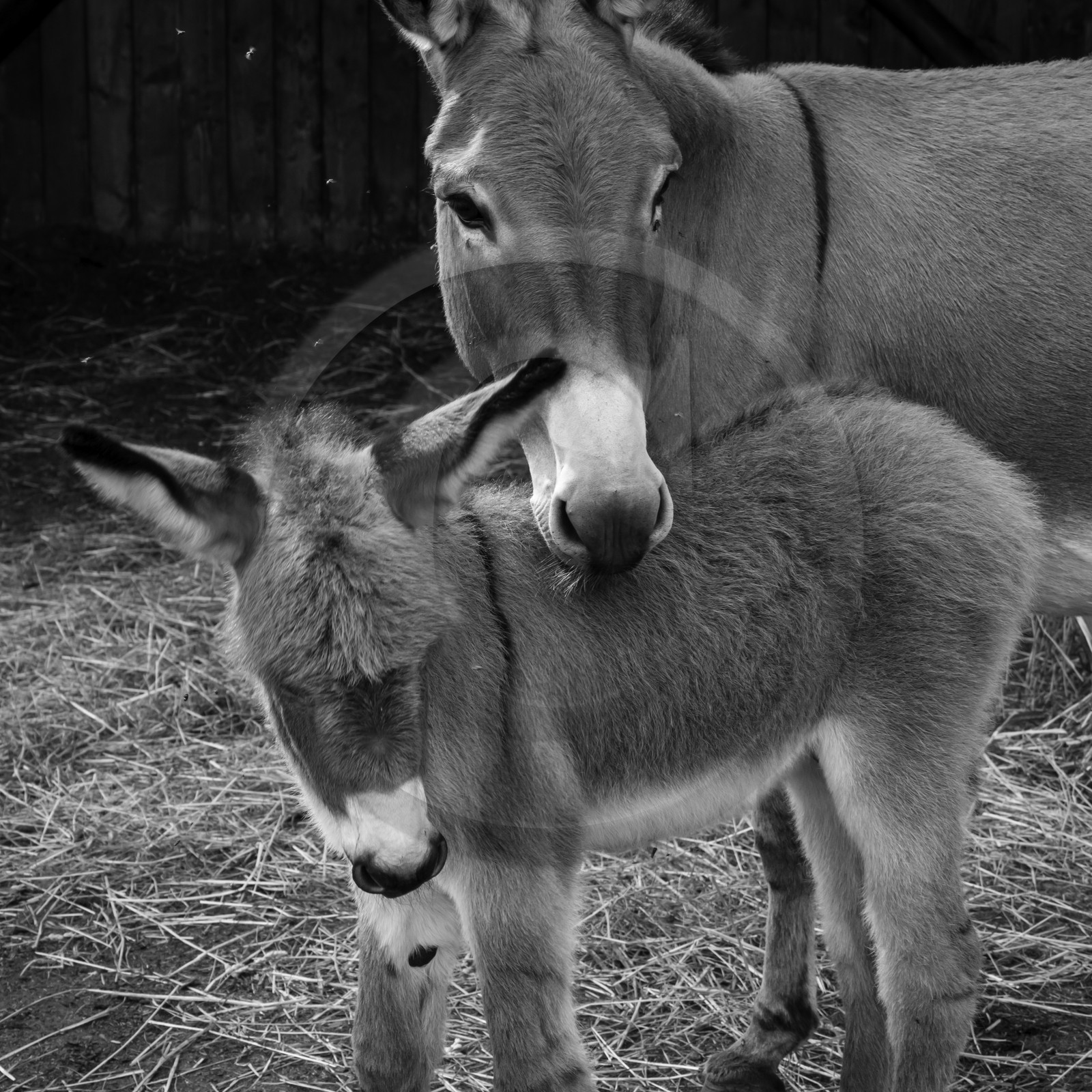 L'asinerie Le sentier des ânes