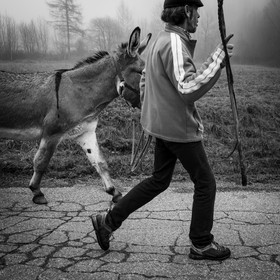 La transhumance des ânes