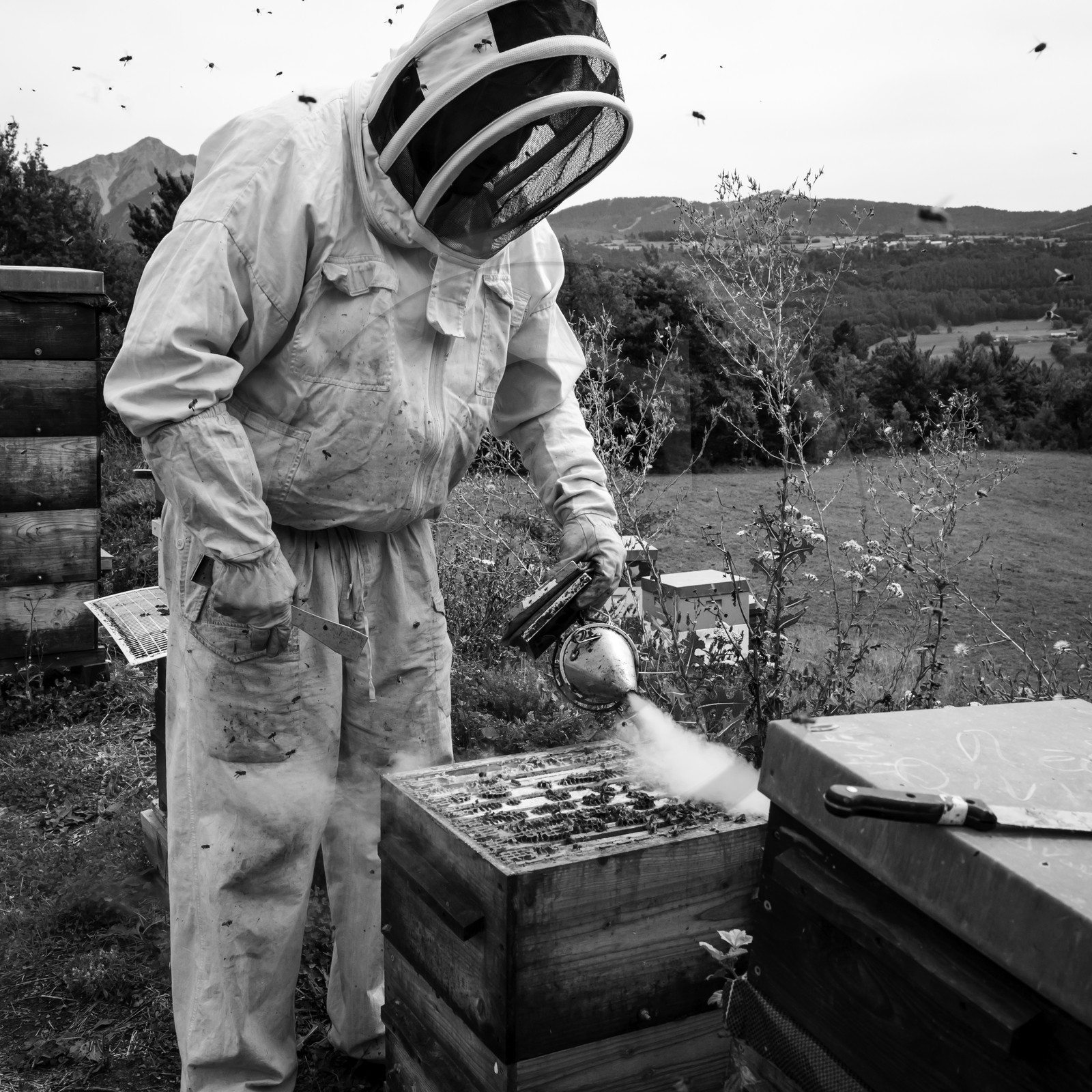 La récolte du miel