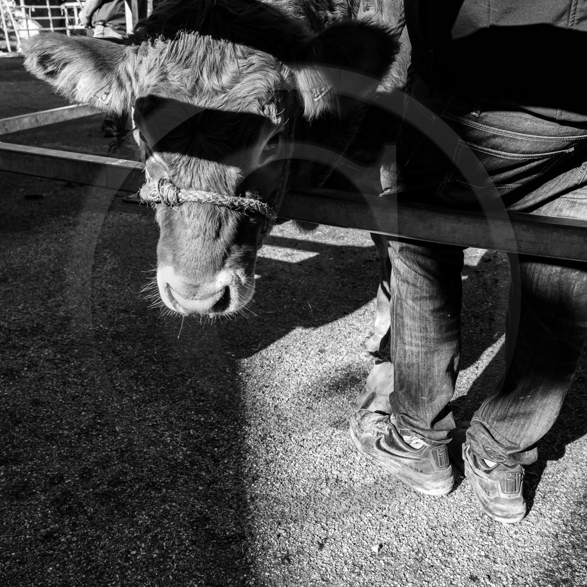 Rencontres paysannes à Saint-Bonnet en Champsaur