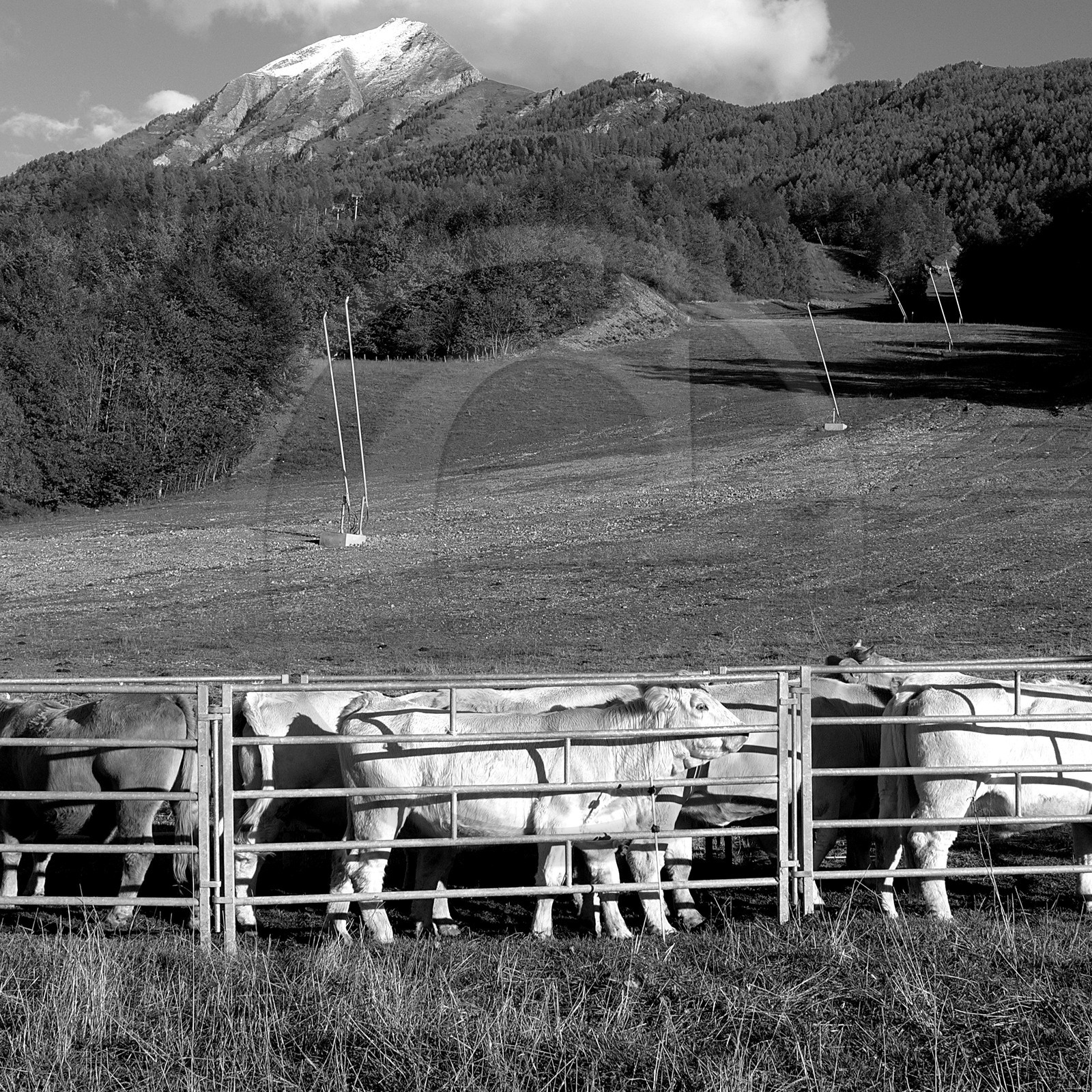 En attendant la neige