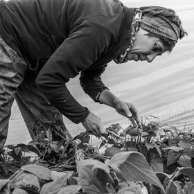 Maraichage biologique dans le Champsaur