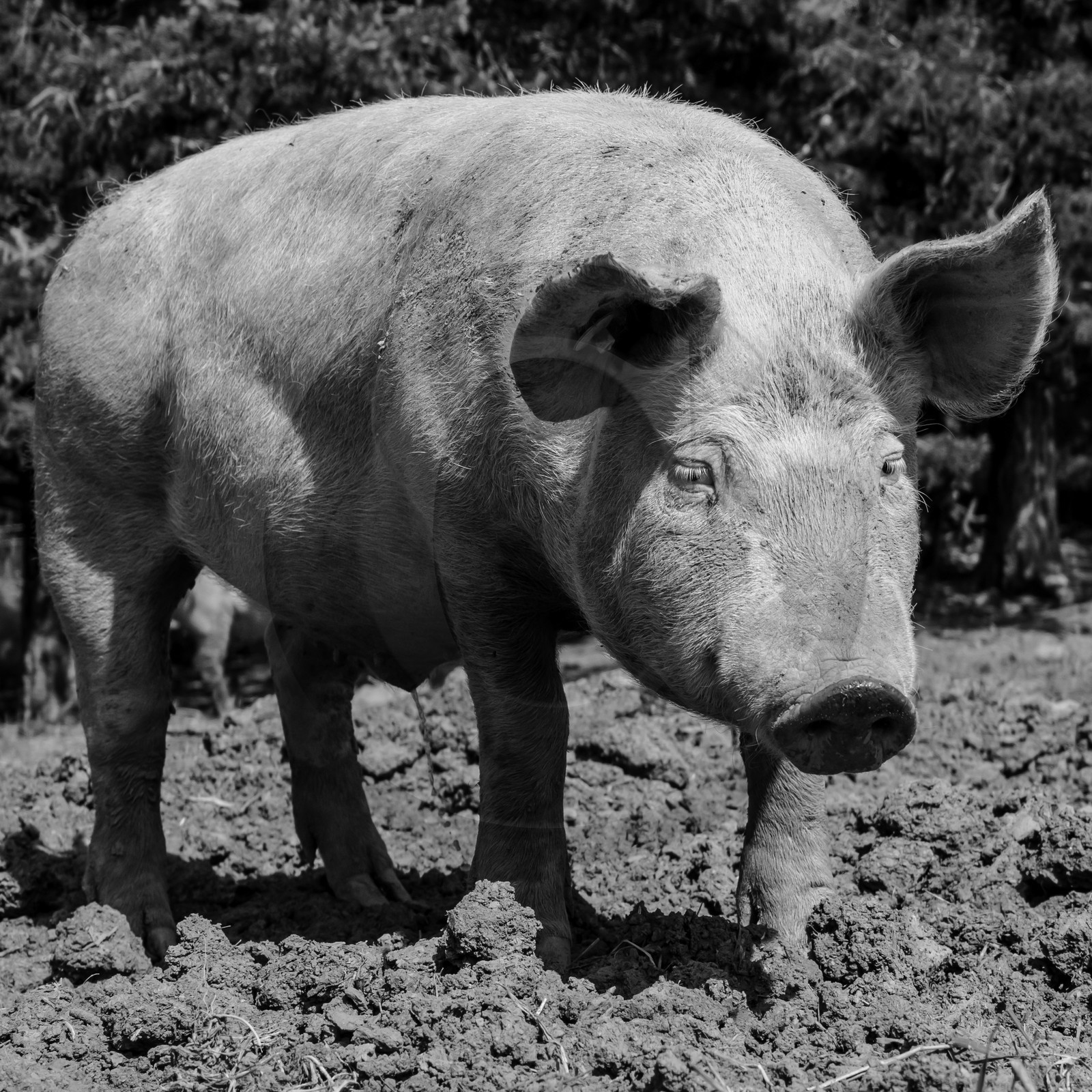 Elevage biologique de cochons en plein air