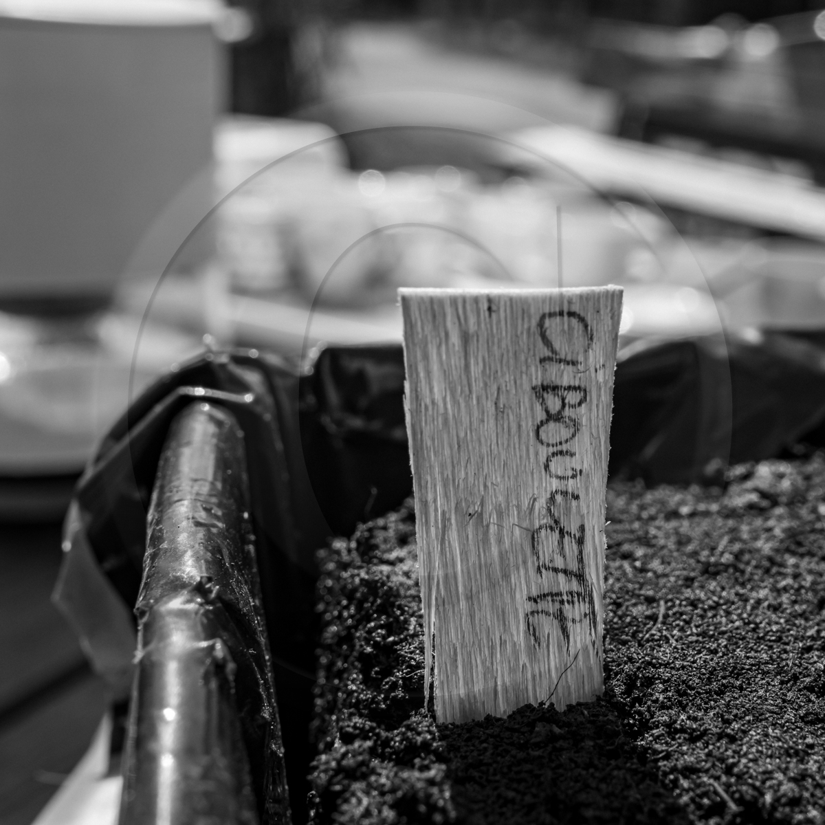 13 avril 2022 : épouvantails et petites graines