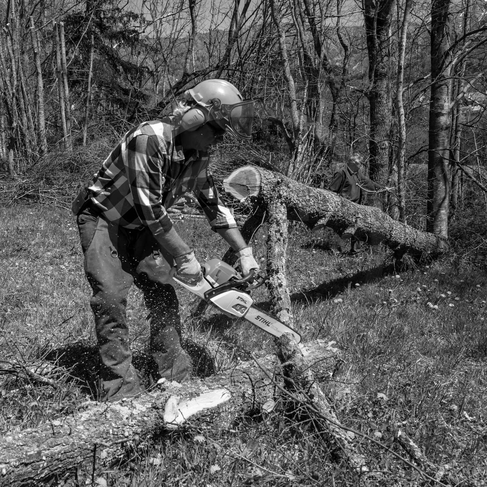 Coupe du bois - 17 04 17