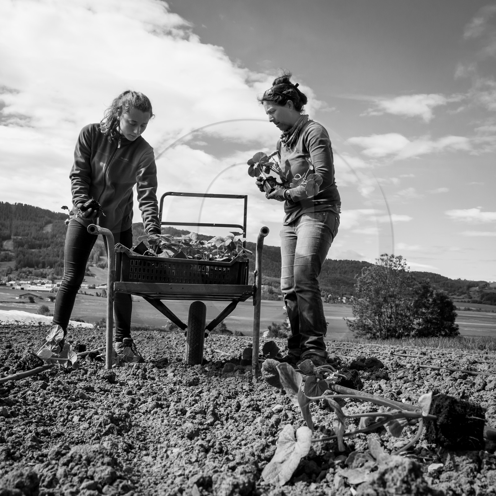 La plantation des courges