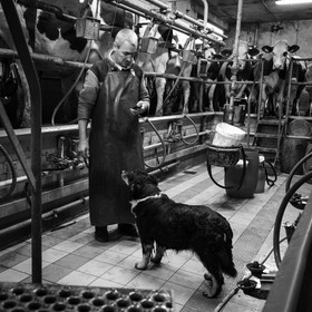 La traite des vaches