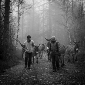 La transhumance des ânes