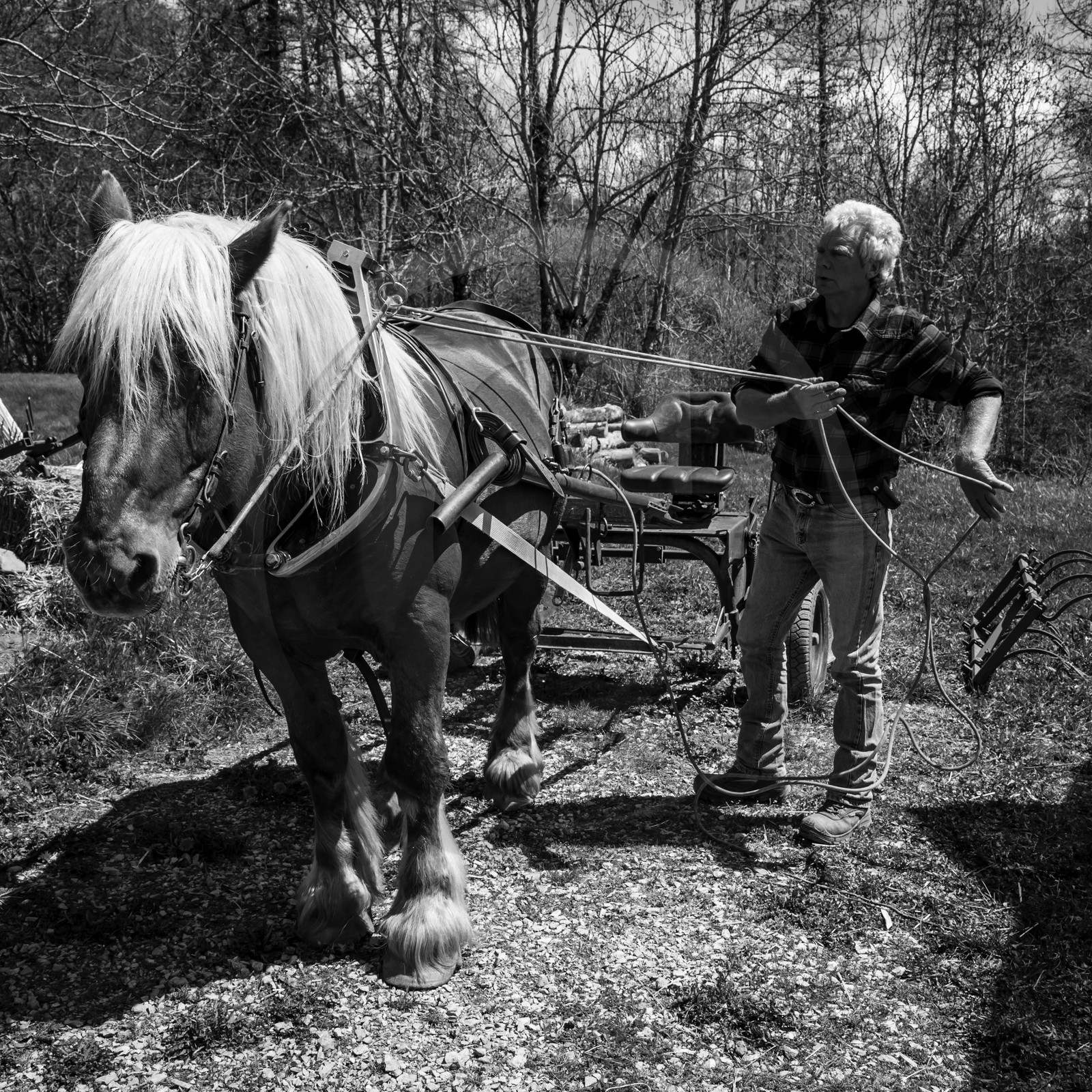 Labour avec un cheval