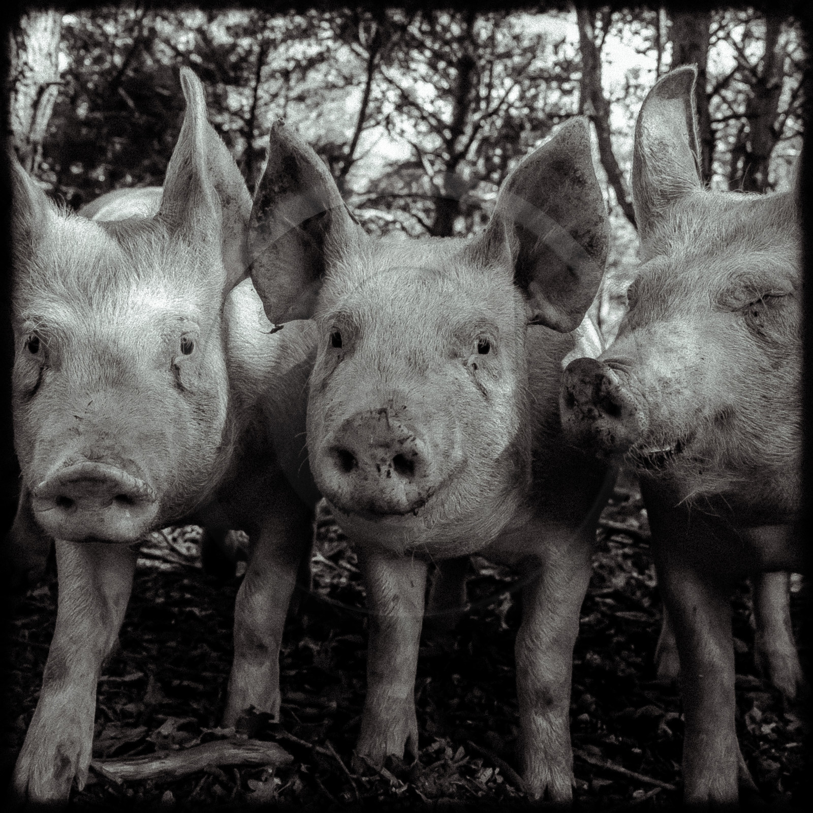 Portraits des animaux de la ferme