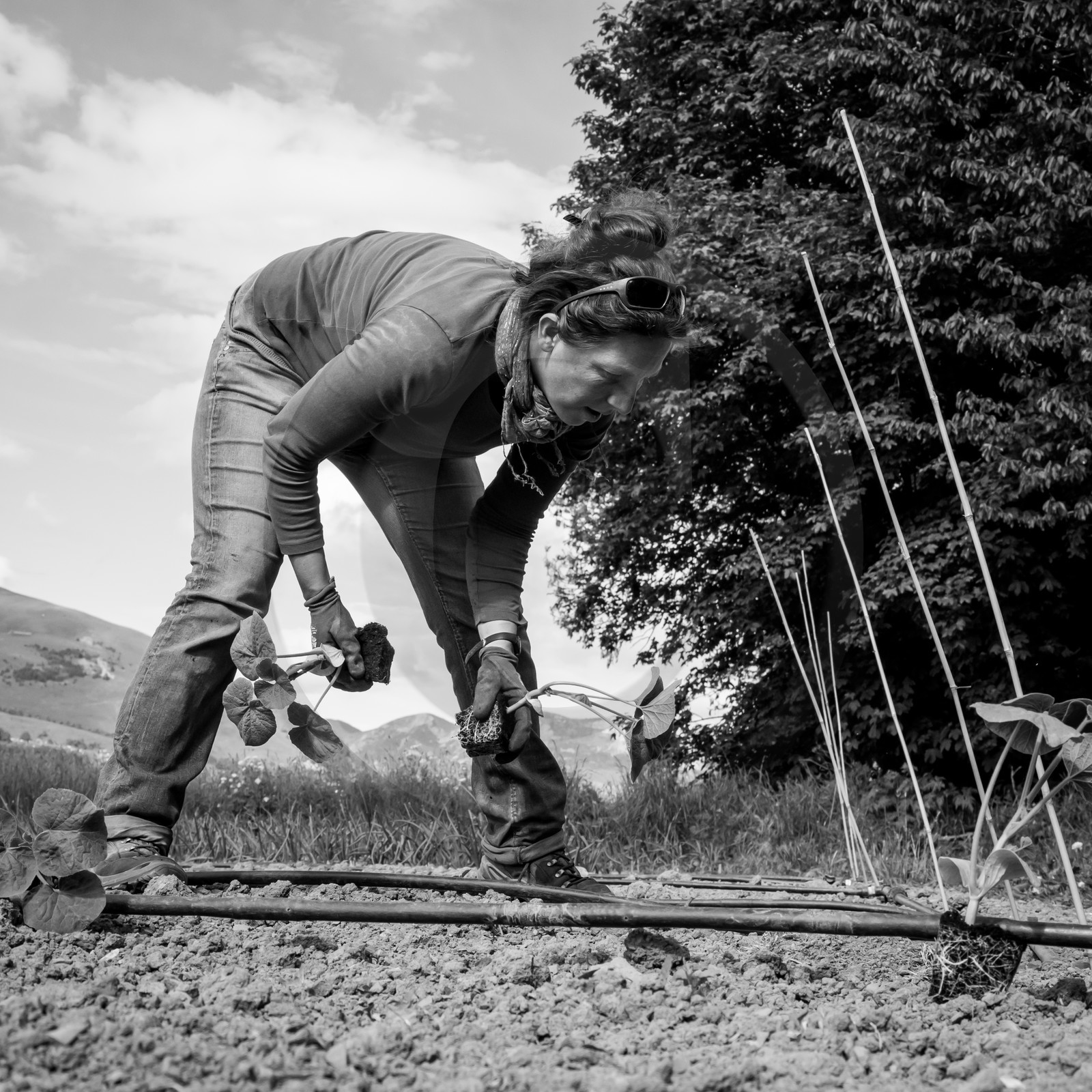 La plantation des courges