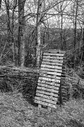 23 avril 2025 : Des oiseaux et des plantes