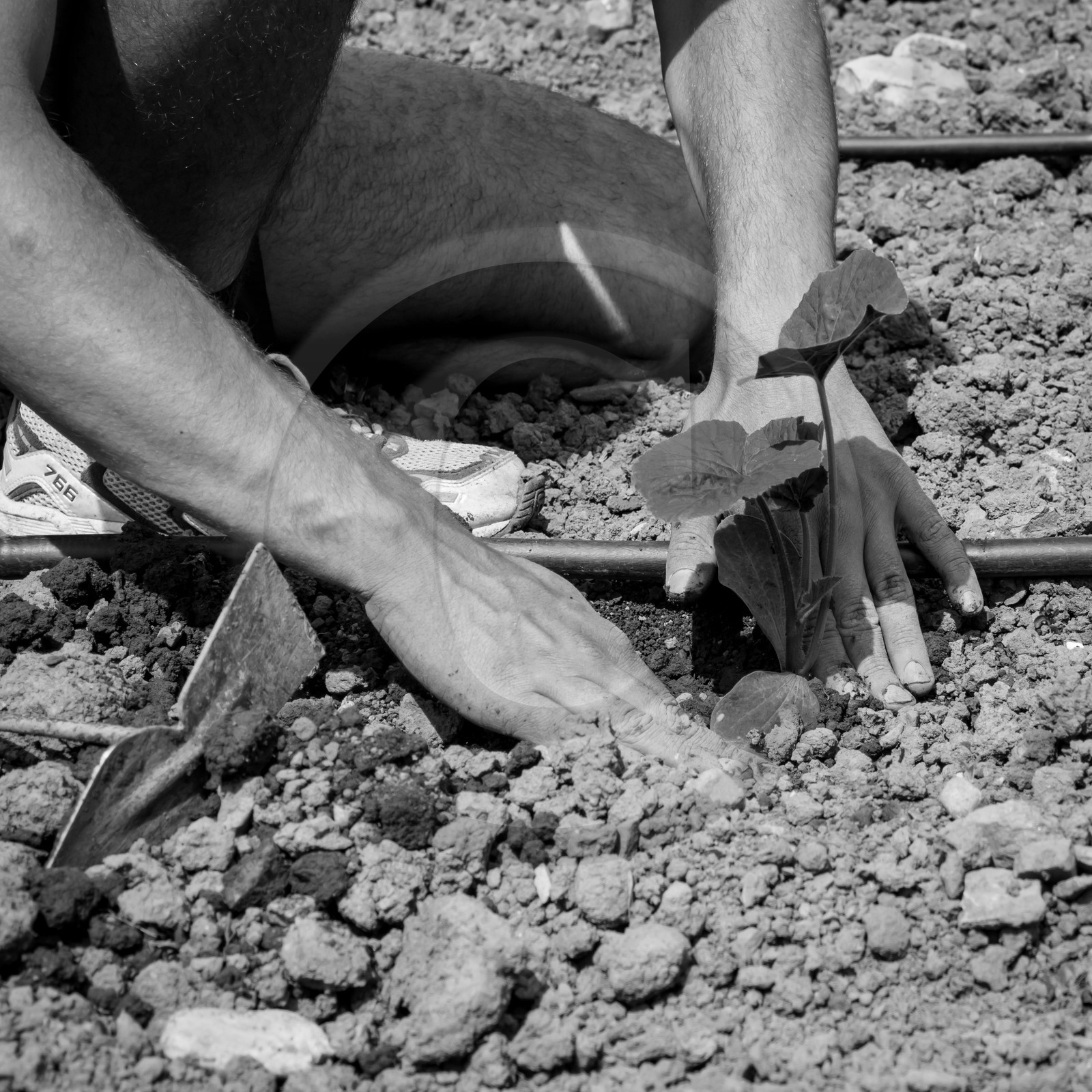 La plantation des courges