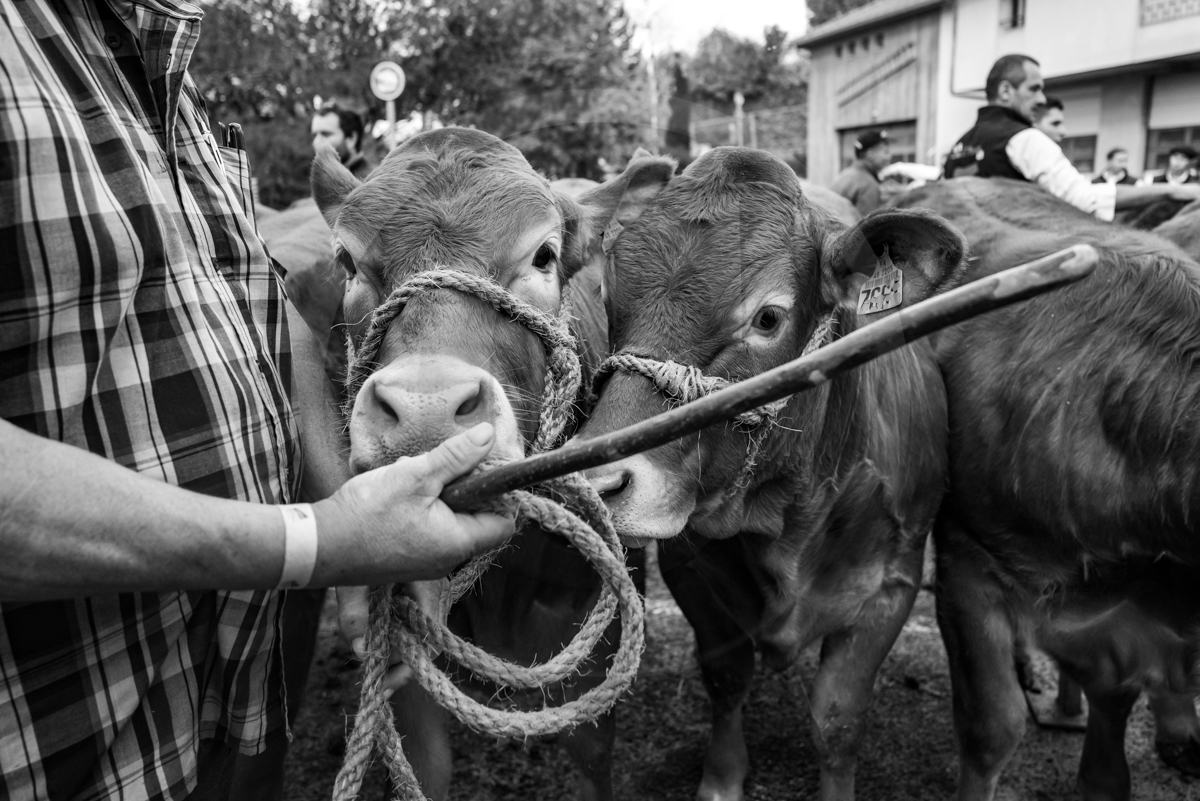 Rencontres paysannes à Saint-Bonnet en Champsaur