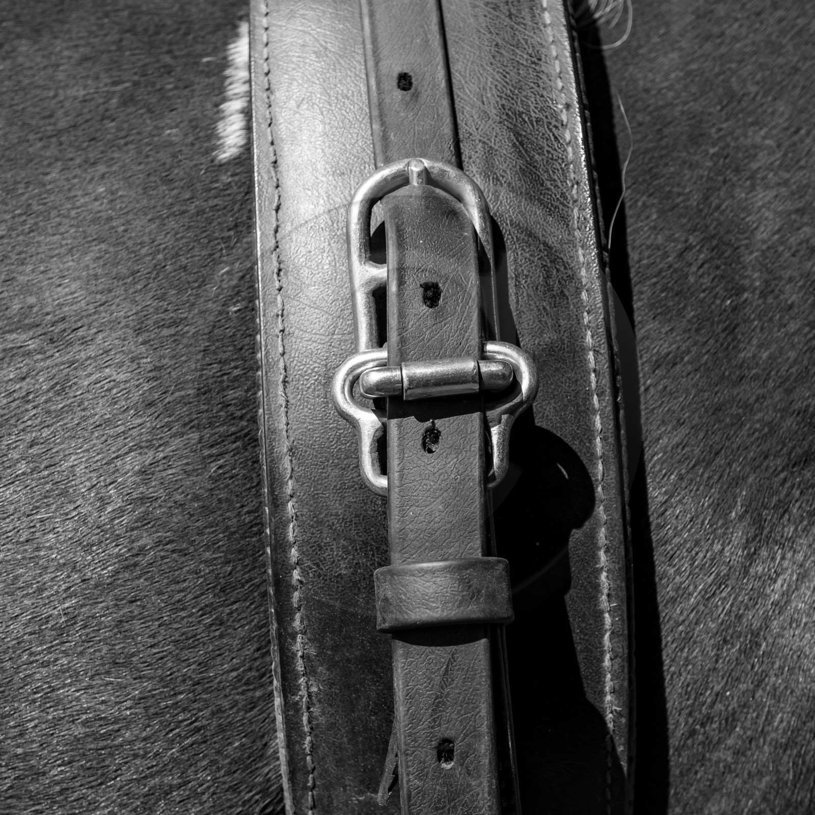 01 septembre 2021 : Promenade en cariole et contes