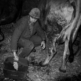 La traite des vaches