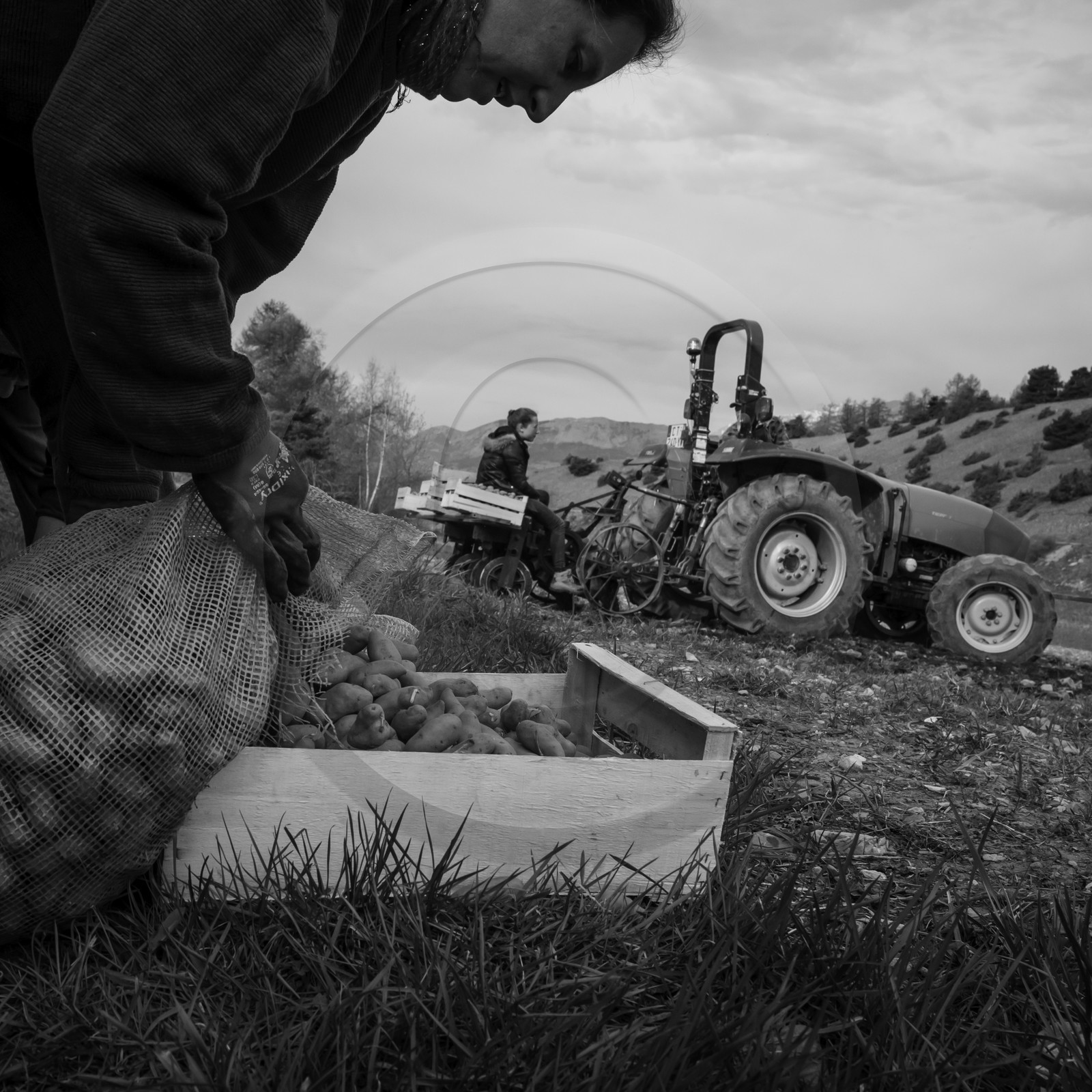 La plantation des pommes de terre
