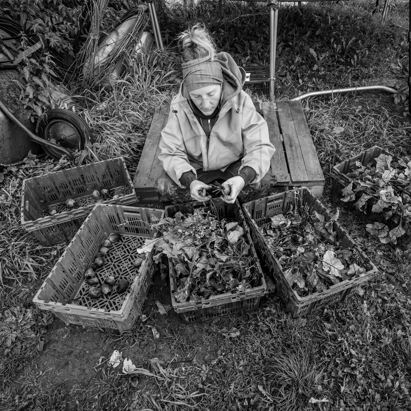 Maraichage biologique dans le Champsaur