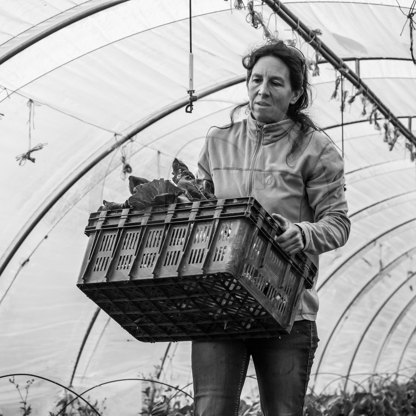 Maraichage biologique dans le Champsaur