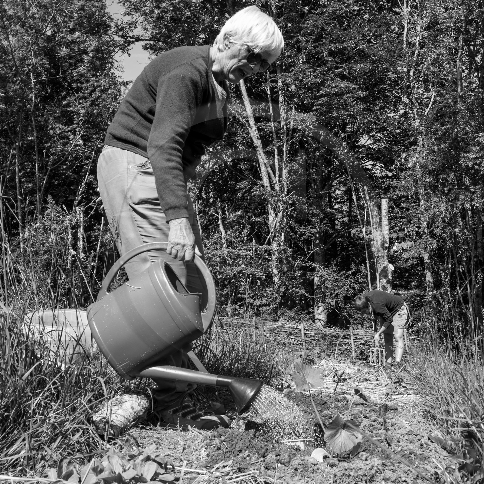 07 juin 2017 - Plantation - Haie - Réunion