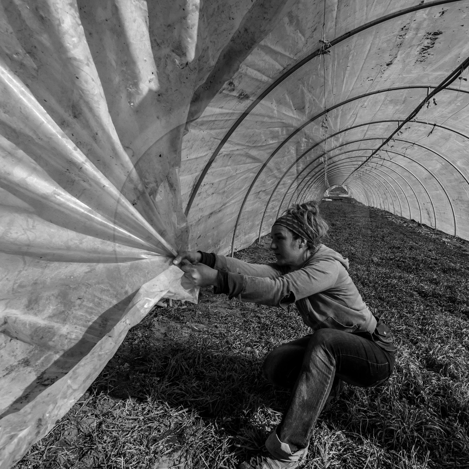 Montage de serres tunnel